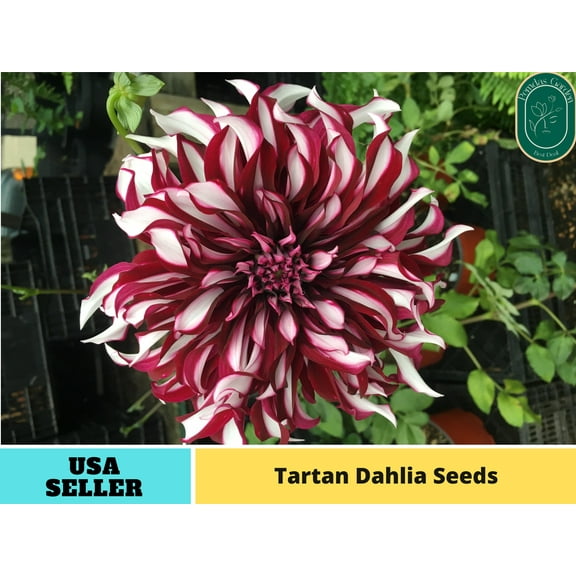40  Seeds| Tartan Dahlia Perennial Seeds - Authentic Seeds - Perennial~ GMO Free ~~Flower seeds ~ Asian Garden~ Herbs B5G1 #D050