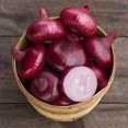 thumbnail image 4 of HIGHGW 150+ Rossa Di Milano Onion Seeds- All Heirloom Seeds, 4 of 4