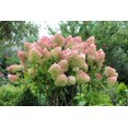 thumbnail image 4 of 1 Gallon PeeGee Hydrangea Shrub 6 Pack, 4 of 6