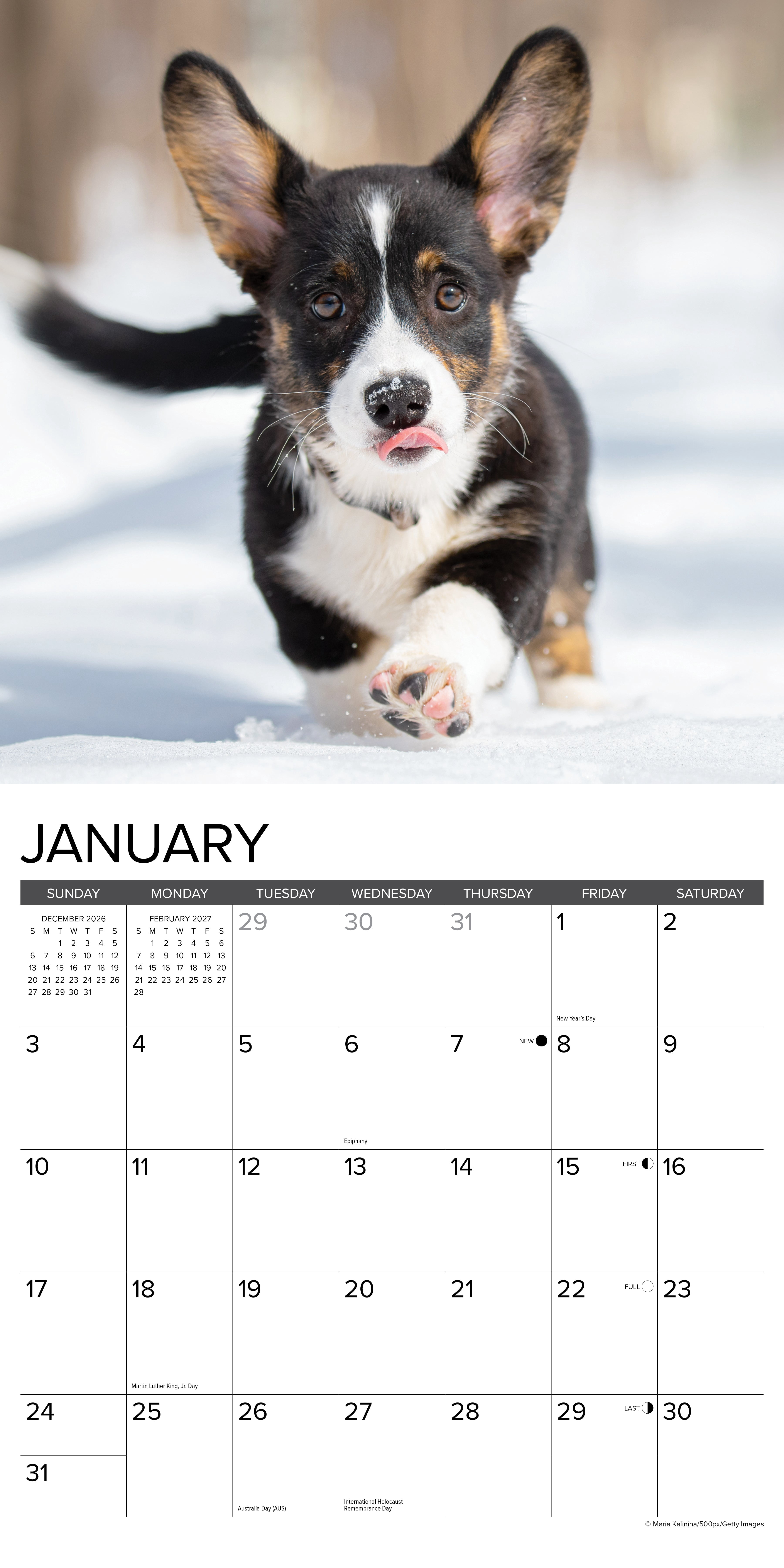 Willow Creek Press, Corgi Puppies 2027 Wall Calendar