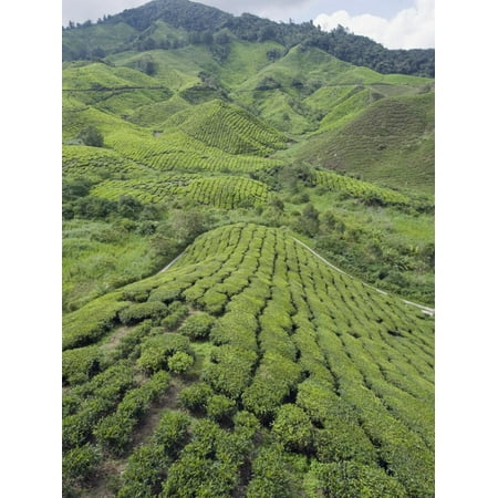 Tea Plantation, Boh Sungai Palas Tea Estate, Cameron Highlands, Perak State, Malaysia Print Wall Art By Christian