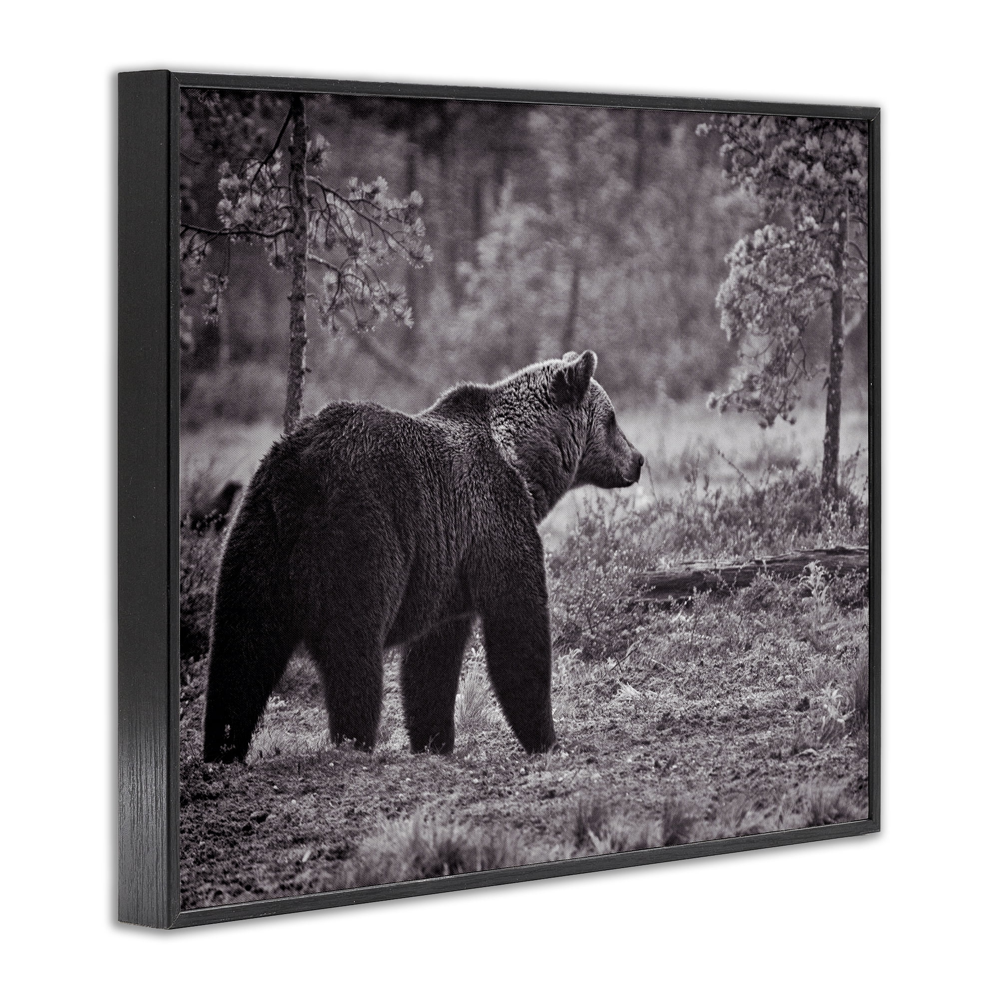 Stupell Industries Bear Stepping in Forest Animals & Insects Photography Black Framed Art Print Wall Art, 30 x 24