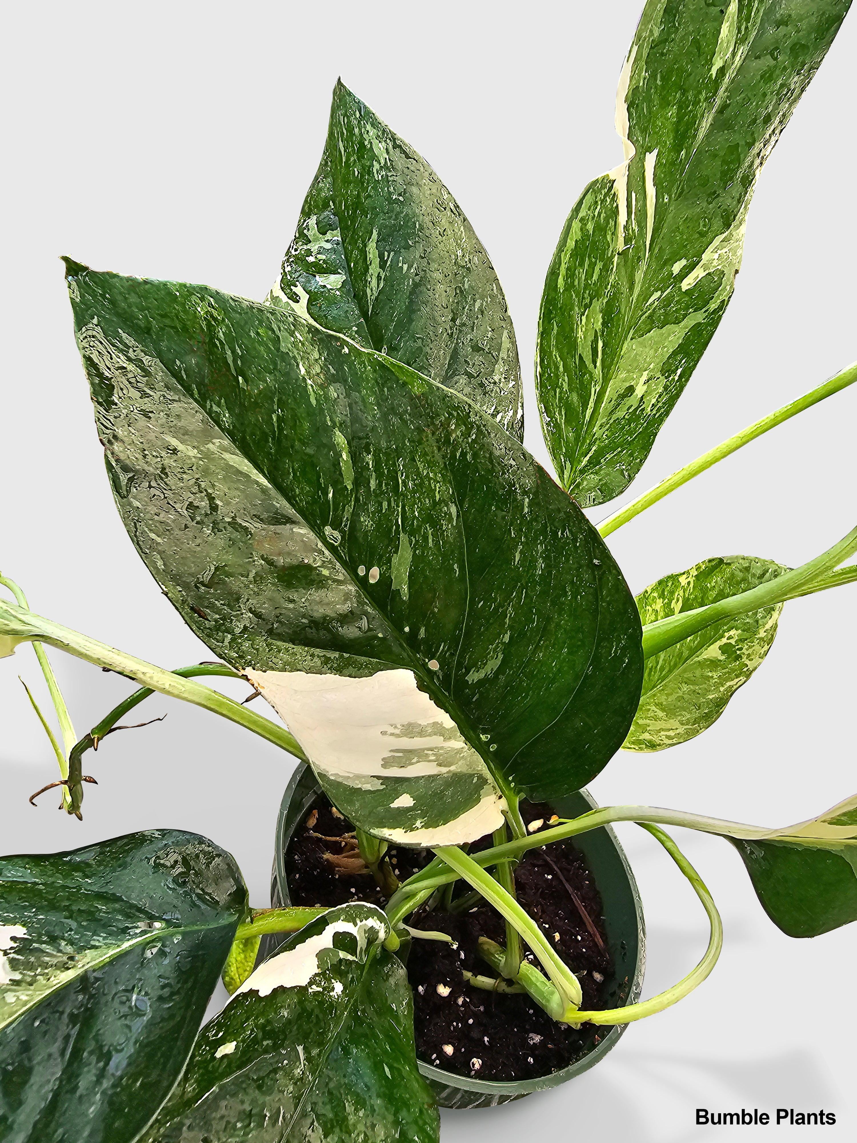 Epipremnum Pinnatum Albo Variegata Cebu Blue - Live Air-Purifying Indoor Plant in Nursery Pot – Easy Care, Low Maintenance Houseplant for Home & Office Decor, Natural Air Cleaner, Best for Beginners