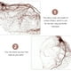 thumbnail image 5 of BESTYASH 50Ud Hair Net Para Mantener Cabello En Su Lugar Uso Profesional Color Café, 5 of 6