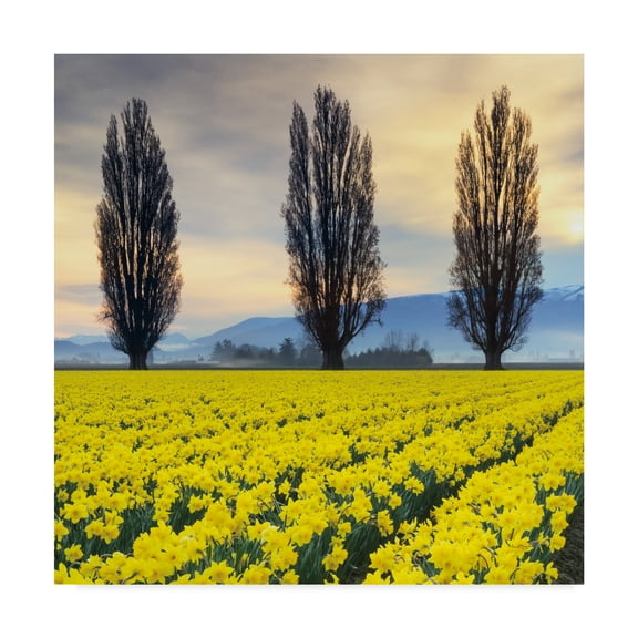 Trademark Fine Art 'Skagit Valley Daffodils II' Canvas Art by Alan Majchrowicz
