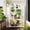 White, variant on MAYEERTY 62" Tall Outdoor Wood Greenhouse with Wheels – Portable Cold Frame for Balcony, Garden, or Indoor Use with Adjustable Shelves and Roof Vent