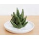 thumbnail image 5 of soporte para anillos de aloe vera, bandeja para anillos de cactus, soporte para joyas, bandeja para guardar anillos, pendientes, collares, caja para damas y niñas, regalo de cumpleaños para damas, 5 of 5