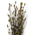 thumbnail image 2 of Vickerman 36-40" Long Stem Bell Grass with Basil Colored Seed Pods, 2 per pack, Preserved, 2 of 5