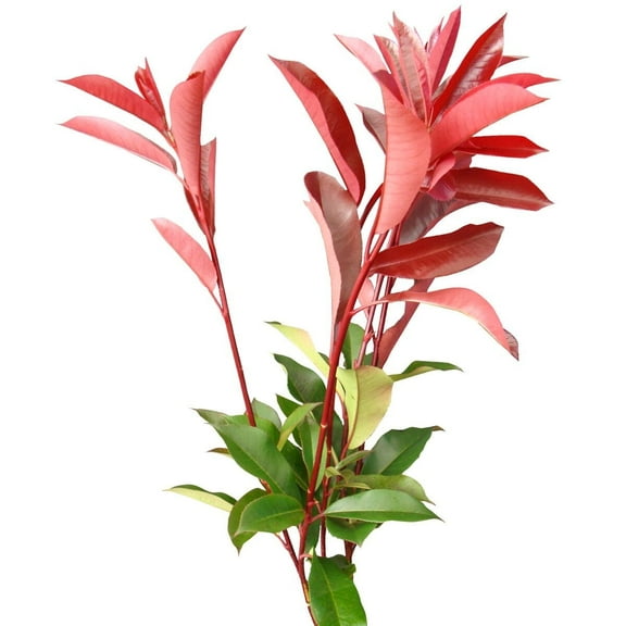 Photinias - Farm Direct Fresh Cut Flowers - 100 Stems