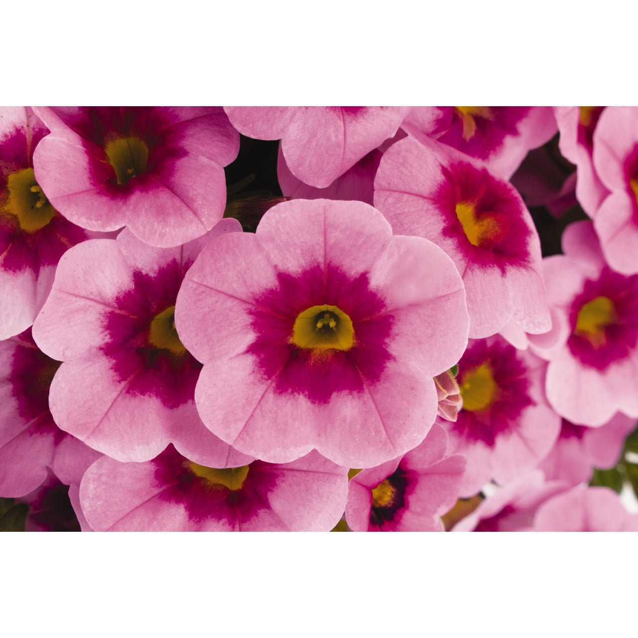 Better Homes & Gardens 2 Gallon Coco Hanging Basket Multicolor Multispecies Annuals Combo Outdoor Live Plants Full Sun