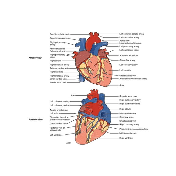 History Galore Human Heart Viewed From The Front and From Behind 24x36 Poster