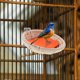 thumbnail image 4 of Luxshiny Nido De Para Jaula Con Tejido Manual Ideal Para Periquitos Finches Y Canarios En Espacio Cómodo, 4 of 7