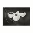thumbnail image 2 of Gango Home Decor Dogwood Delicacy I B&W by Vitaly Geyman (Printed on Paper); One 36x24in Fine Art Paper Giclee Print, 2 of 4