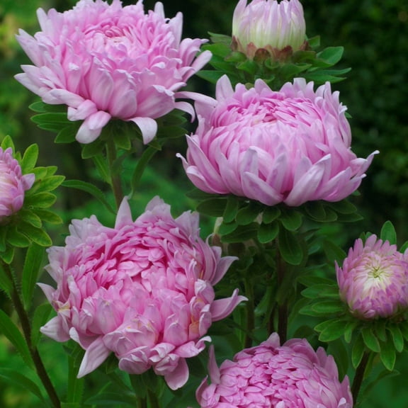 Outsidepride Coral Paeony Aster Seeds - 2000 Seeds