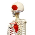 thumbnail image 3 of MonMed | Medical Skeleton Model Life Size Human Skeleton Model, Numbered, 3 of 7