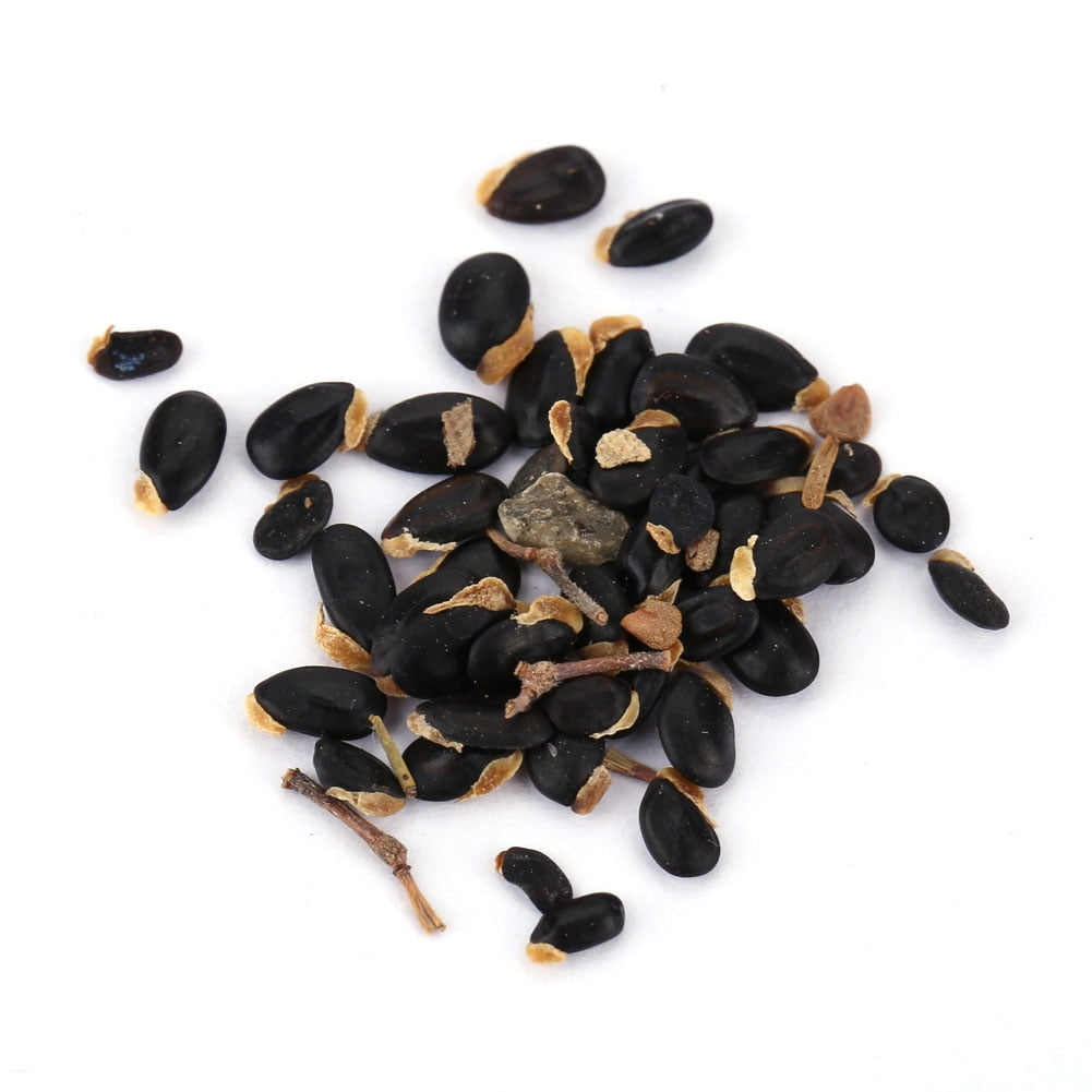 5 Pack Acacia Tree Flower Seed Plant Seeds Garden Yard Decor