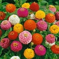 thumbnail image 3 of Cut and Come Back Zinnia Seeds for Planting - 250+ Seeds - Vibrant Colors Come Back All Season, 3 of 3