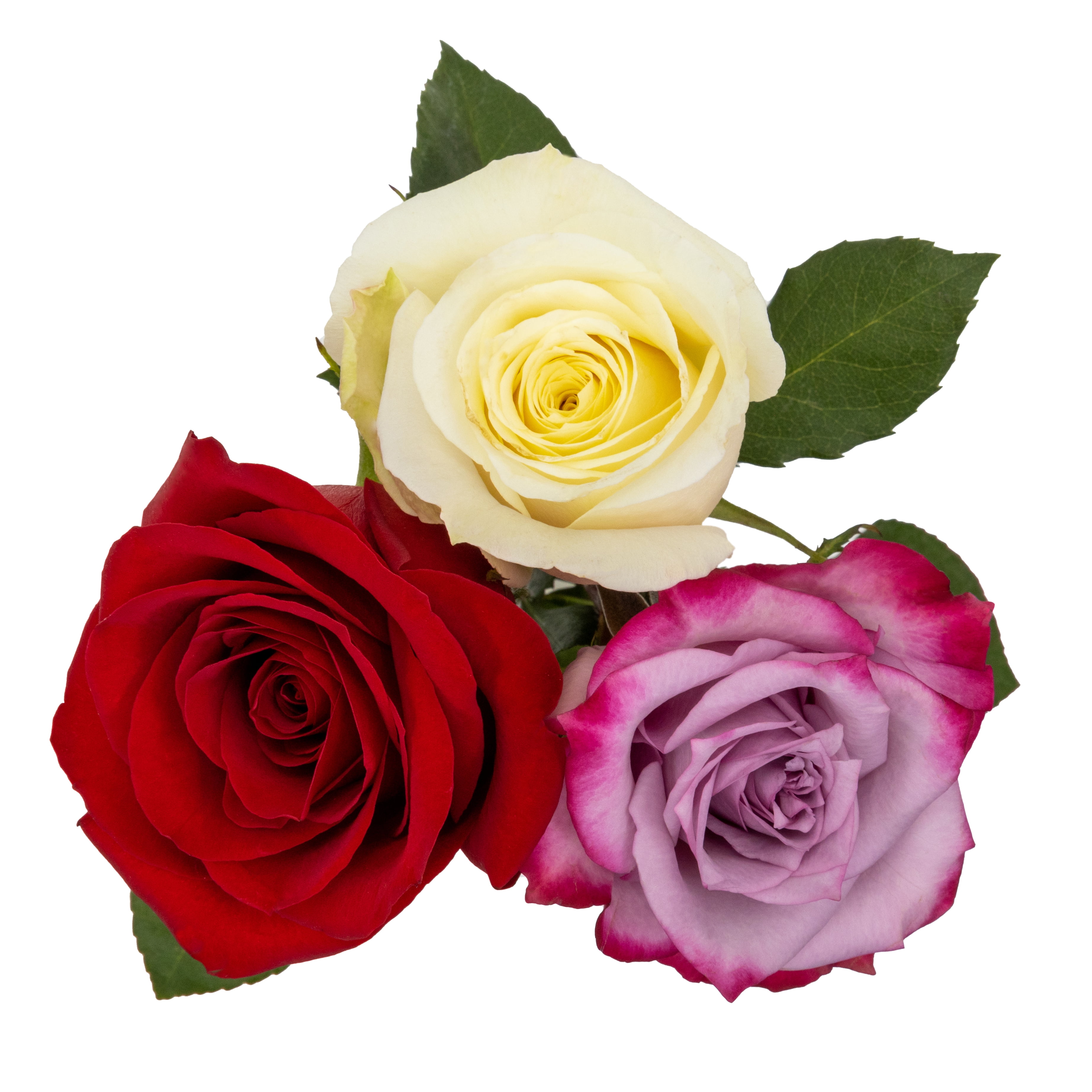 Valentine's Day Roses, 20 Stems Fresh Cut Flowers