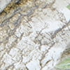 Realtree Camo