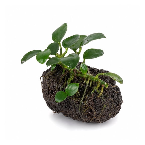 Canton Aquatics Anubias Nana Petite Live Aquarium Plant, Lava Rock, 1 Count