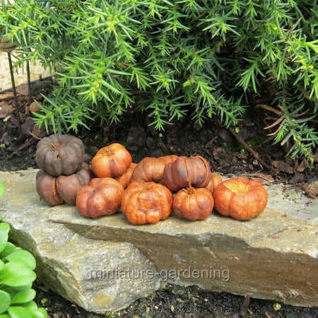 Miniature Putka Pumpkins, 25 Pieces for Miniature Garden, Fairy Garden