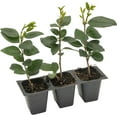 thumbnail image 7 of 3 Waxleaf Privet, Live Plants (Ligustrum Japonicum 'Texanum') – Vibrant Greenery & Sweet Blossoms, Thriving in 2.5" Nursery Cubes, 7 of 7