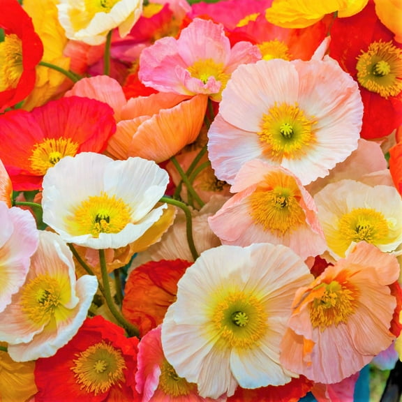 TomorrowSeeds - Iceland Poppy Seeds - 5,000  Count - For 2026 Planting Papaver Paper Poppies