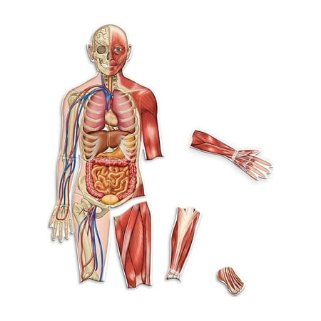 Learning Resources Magnetic Human Body Skeletal System and Muscular Systyem