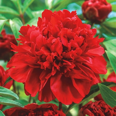 Karl Rosenfield Peony Dormant Bare Root Perennial Plant, 1-Pack