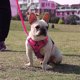thumbnail image 5 of Gato Reflectante Correa para Mascota Chaleco Arnés Pecho Cuerda Transpirable (rosa) Rojo, 5 of 8