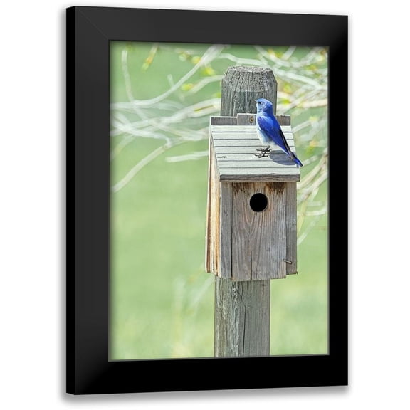 Schell, Jennie Marie 11x14 Black Modern Framed Museum Art Print Titled - Nesting Box with Bluebird