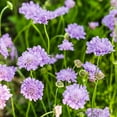 thumbnail image 3 of Altman Plants Blue Scabiosa Butterfly Plant, Garden Flower, 1 gal. Pot, Live Plants, Full - Part Sun, 3 of 7
