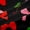 Black Red 01, variant on Erosebridal Girly Pink Ribbon Black Out Curtains, Cartoon Strawberry Curtains Pack of 2 (42x63 Each)