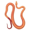 thumbnail image 2 of Sonew Corn Snake Simulation Model Ornaments Desktop Decoration Child Educational Toy,Corn Snake Toy,Corn Snake Decoration, 2 of 9