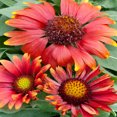 thumbnail image 2 of Gaillardia Aristata Arizona Red Shades Drought Tolerant Blanket Flower Plant Seeds - 100 Seeds, 2 of 3