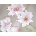 thumbnail image 2 of McLoughlin, James 32x26 Gold Ornate Wood Framed with Double Matting Museum Art Print Titled - Cherry Blossom Study III, 2 of 4