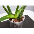 thumbnail image 4 of rePotme Slotted Clear Orchid Pot - 4 Pots - 1 Each of 3, 4, 5, and 6 inch Crystal Clear, 4 of 5