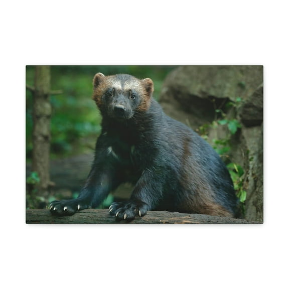 Majestic Wolverine Art Majestic Wolverine Print Animal Wall Art Wildlife Canvas Prints Wall Art Ready to Hang Unframed