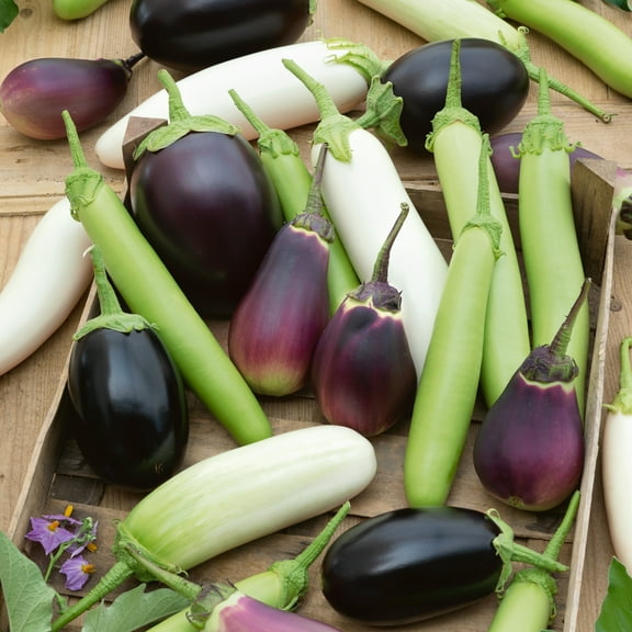 Organic Cook's Choice Eggplant Seeds - 2 g Packet ~464 Seeds - Non-GMO, Certified Organic - Vegetable Garden - Solanum melongena