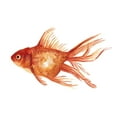 thumbnail image 2 of Scarvey, Emma 18x15 White Modern Wood Framed Museum Art Print Titled - Ornamental Goldfish I, 2 of 4