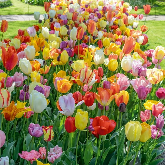 TASC Tulip Flower Bulbs-Tulip Eternal Spring(20 Bulbs)