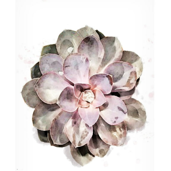 Canvas Wall Art - Pictufy Studio Ii 'Succulent 01' Wall Art for Living Room, Bedroom, or Office Décor by Trademark Fine Art - 12 x 19 Inches