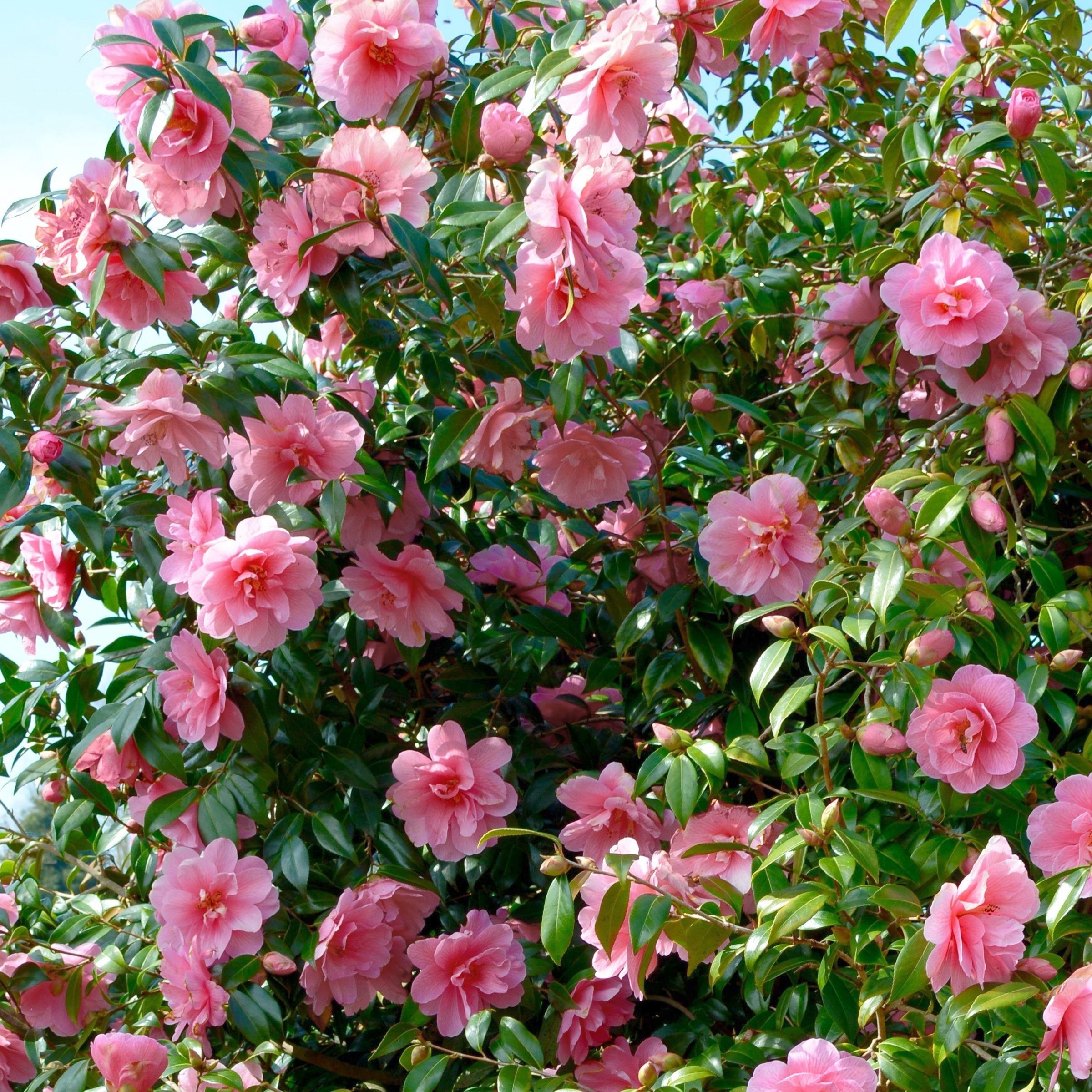 National Plant Network 1 gal. Camellia Sasanqua Dream Weaver Shrub