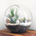 thumbnail image 3 of 3pcs Glass Terrarium Plant Terrarium Display Glass Tabletop Succulent Air Plant Planter, 3 of 8