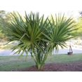 thumbnail image 3 of 10 Hardy SABAL PALM TREE Cabbage Palmetto Flower Seeds, 3 of 5