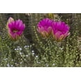 thumbnail image 2 of Grall, Don 14x11 Gold Ornate Wood Framed with Double Matting Museum Art Print Titled - Arizona, Tucson Hedgehog cactus in bloom, 2 of 4