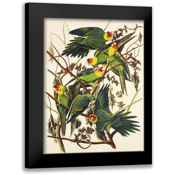 Audubon, John James 12x14 Black Modern Framed Museum Art Print Titled - Carolina Parrot