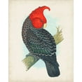 thumbnail image 2 of Unknown  20x24 Black Ornate Wood Framed with Double Matting Museum Art Print Titled - Antique Cockatoo I, 2 of 4