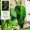 thumbnail image 4 of 5 Packs Poblano Pepper Seeds - Ancho Chiles - Non-GMO Heirloom Annual Full Sun, 4 of 6