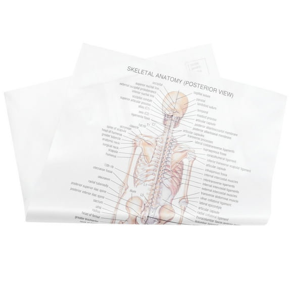 Raindrops  Aesthetic Human Anatomy Poster Substantial Office